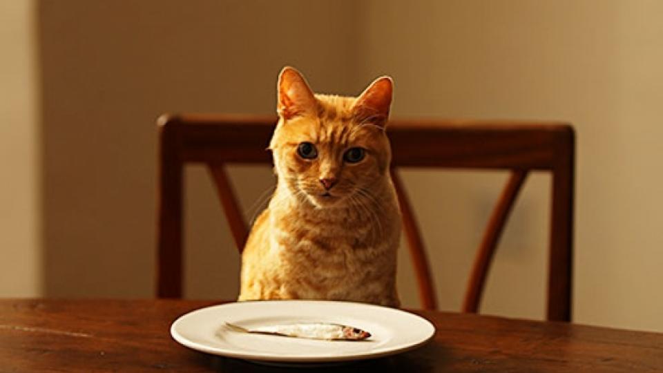 Ποιές Τροφές Δεν Πρέπει Να Τρώνε Οι Γάτες;