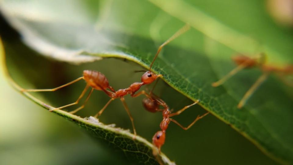Πώς Θα Εξουδετερώσετε Φυσικά Τα Μυρμήγκια Από Τα Φυτά Σας;