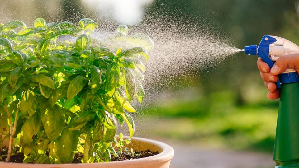 Πώς θα διώξετε τις ψείρες από τα φυτά σας