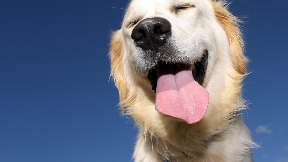 8 Μυστικά Για Να Είναι Ευτυχισμένος Ο Σκύλος Σας