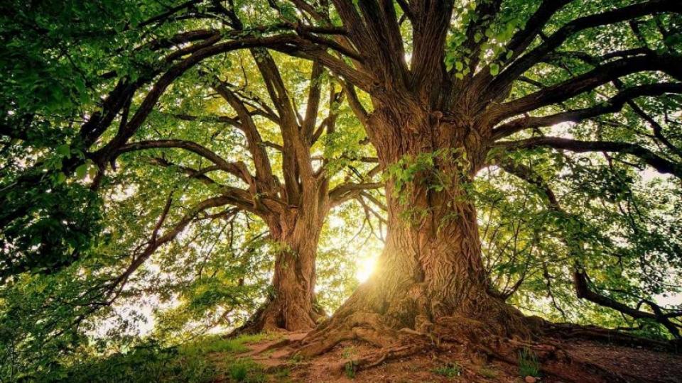 30 Δέντρα Ηλικίας Άνω Των 2.000 Ετών Έχουν Ανακαλυφθεί Σε Όλη Τη Γη