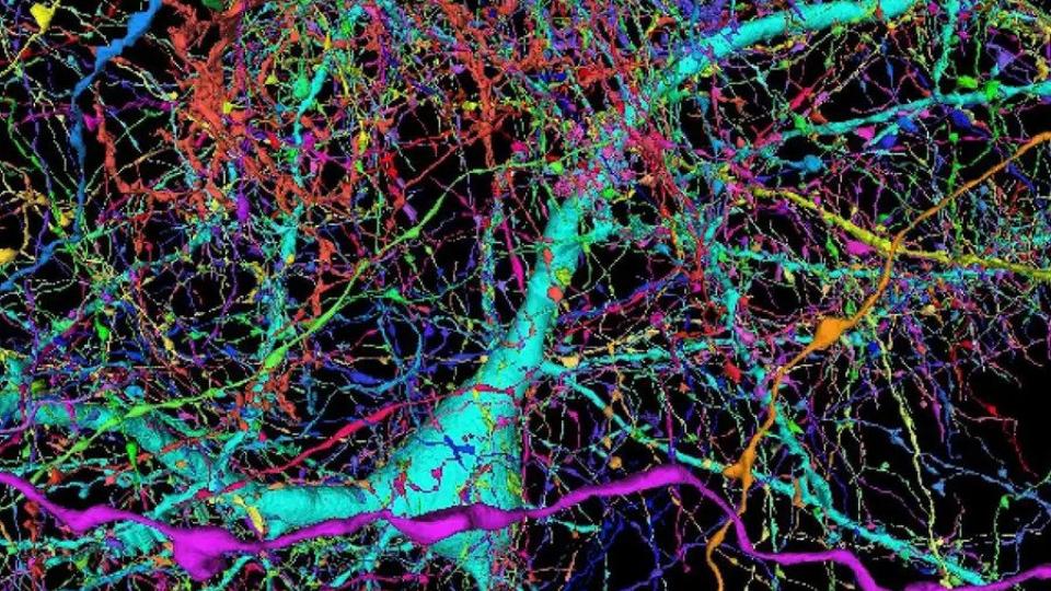O μεγαλύτερος χάρτης του ανθρώπινου εγκεφάλου που έγινε ποτέ