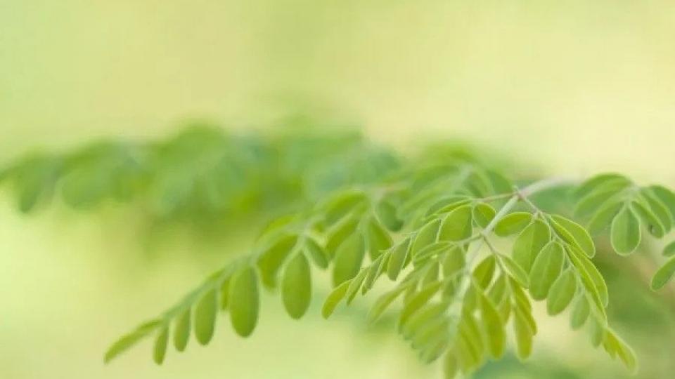 Δέντρο μορίνγκα, τα 15 οφέλη για την υγεία
