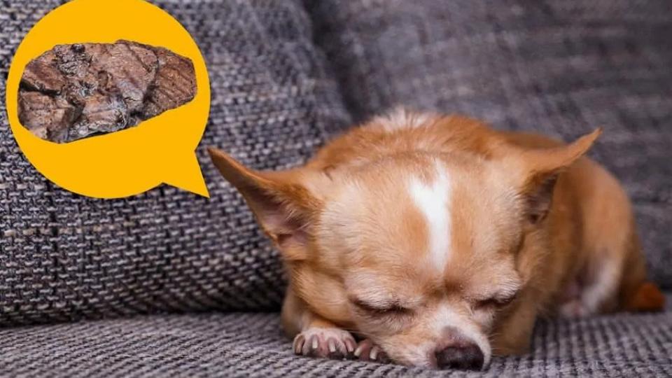 Οι σκύλοι ονειρεύονται; Τι λέει η επιστήμη