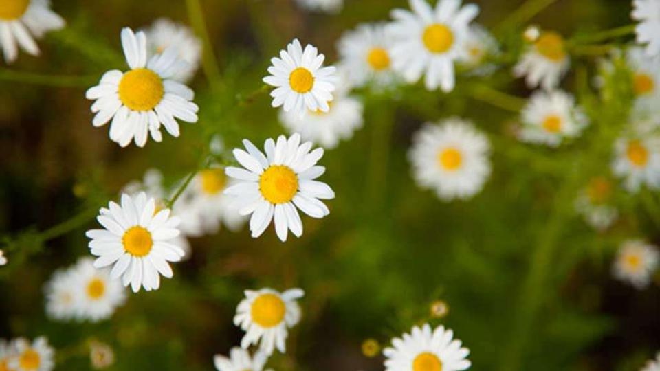 Τα φυτά που έχουν άνθη προκαλούν τις αλλεργίες;
