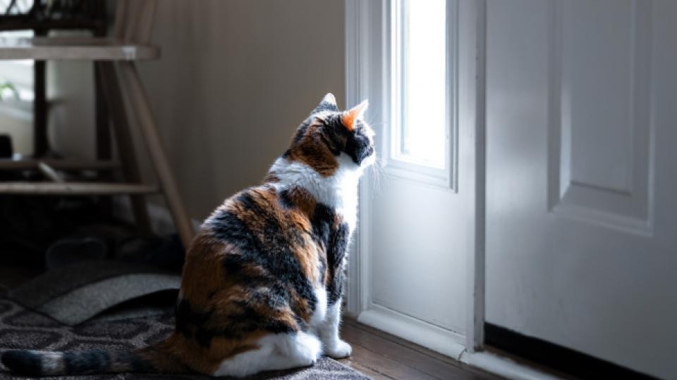 Νιώθουν πραγματικά μόνες οι γάτες;