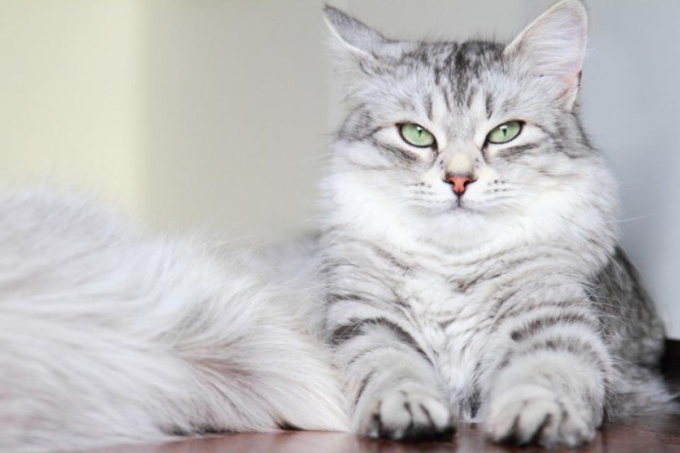Tρίχες της γάτας: 5 αποδεδειγμένες μέθοδοι αφαίρεσης