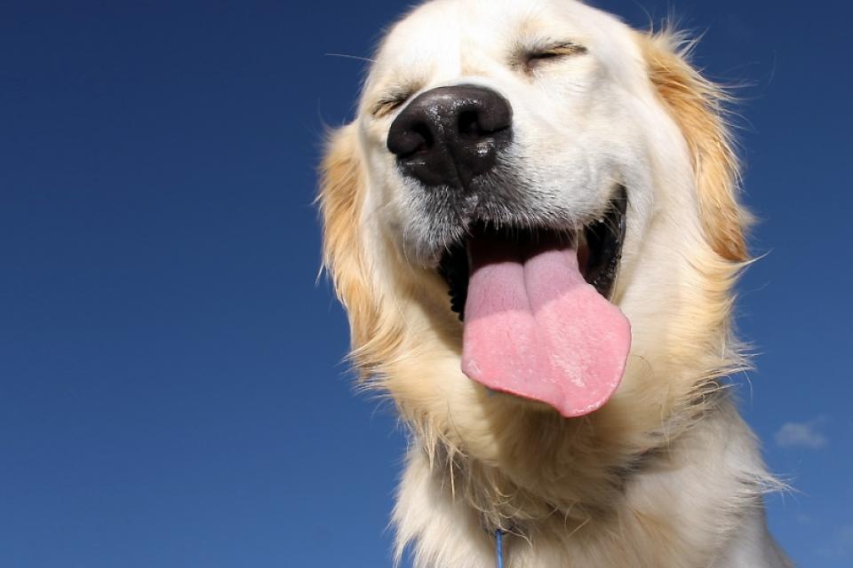 8 Μυστικά Για Να Είναι Ευτυχισμένος Ο Σκύλος Σας