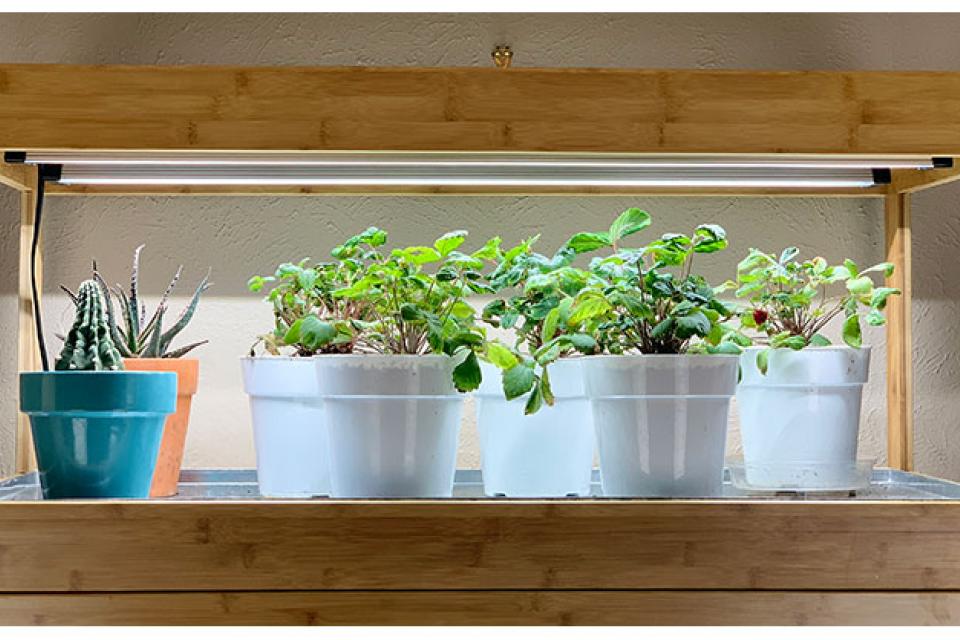 Καλλιέργεια φυτών μέσα στο σπίτι με φώτα ανάπτυξης LED
