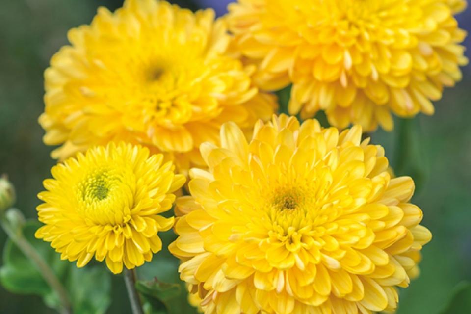Χρυσάνθεμο. Το Λουλούδι Της Ευτυχίας…Εκμεταλλευτείτε Τη Θετική Ενέργεια Του!