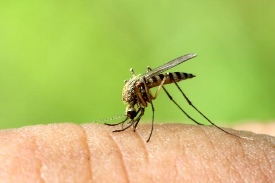Αντιμετώπιση της φαγούρα από το τσίμπημα των κουνουπιών