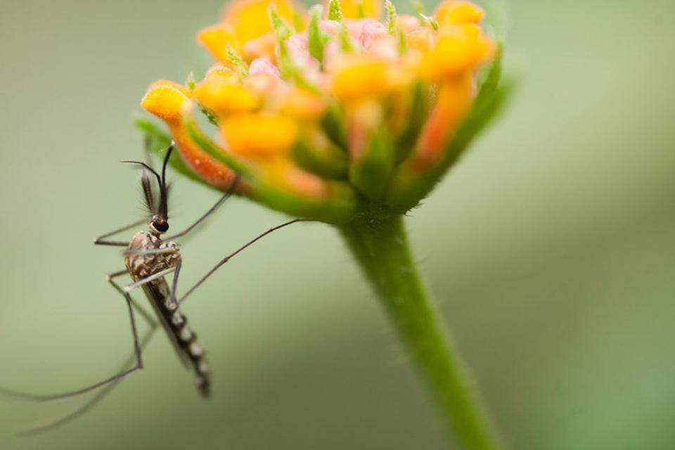 Κουνούπια: 6 φυσικοί τρόποι να απαλλαγείτε σε εξωτερικό χώρο