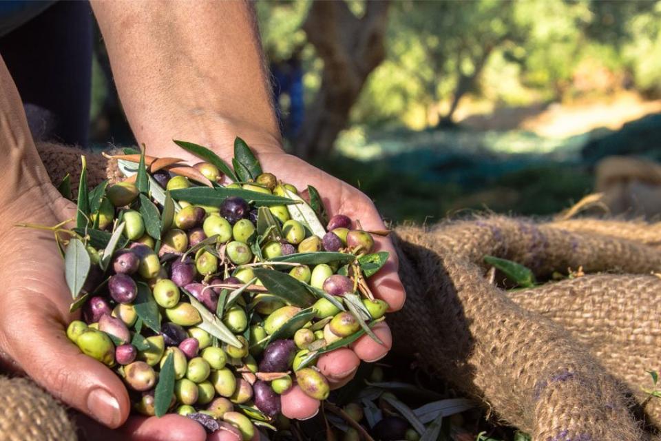 Συγκομιδή Ελιάς: Olives & Joy retreat στην Άνδρο