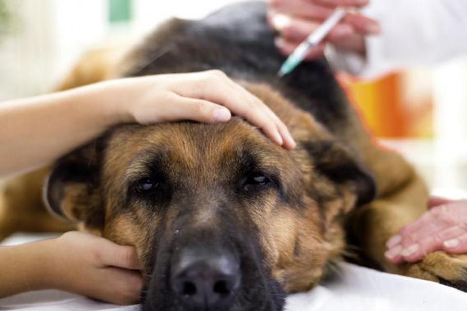 Θαυματουργό φάρμακο θα μπορεί να παρατείνει τη ζωή των σκύλων